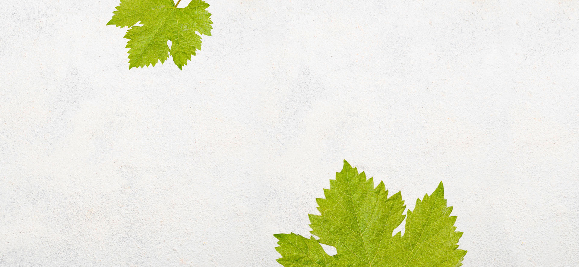 ALMA Organic Wines - Contacto